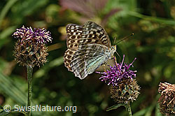 Kaisermantel valesina (Argynnis paphia f. valesina) auf Alpen-Flockenblume (Centaurea scabiosa ssp. alpestris) (C313333) Kaisermantel valesina (Argynnis paphia f. valesina) auf Alpen-Flockenblume (Centaurea scabiosa ssp. alpestris) (C313333)