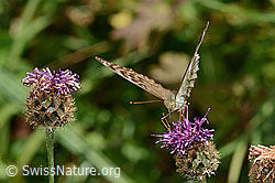 Kaisermantel valesina (Argynnis paphia f. valesina) auf Alpen-Flockenblume (Centaurea scabiosa ssp. alpestris) (C313335) Kaisermantel valesina (Argynnis paphia f. valesina) auf Alpen-Flockenblume (Centaurea scabiosa ssp. alpestris) (C313335)