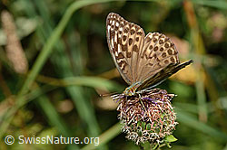 Kaisermantel valesina (Argynnis paphia f. valesina) auf Alpen-Flockenblume (Centaurea scabiosa ssp. alpestris) (C313337) Kaisermantel valesina (Argynnis paphia f. valesina) auf Alpen-Flockenblume (Centaurea scabiosa ssp. alpestris) (C313337)