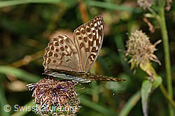 Kaisermantel valesina (Argynnis paphia f. valesina) auf Alpen-Flockenblume (Centaurea scabiosa ssp. alpestris) (C313338) Kaisermantel valesina (Argynnis paphia f. valesina) auf Alpen-Flockenblume (Centaurea scabiosa ssp. alpestris) (C313338)