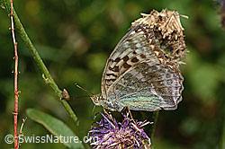 Kaisermantel valesina (Argynnis paphia f. valesina) auf Alpen-Flockenblume (Centaurea scabiosa ssp. alpestris) (C313340) Kaisermantel valesina (Argynnis paphia f. valesina) auf Alpen-Flockenblume (Centaurea scabiosa ssp. alpestris) (C313340)