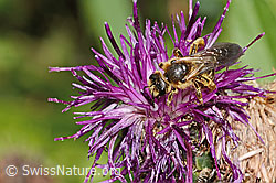 Rotbeinige Furchenbiene (Halictus rubicundus) auf Alpen-Flockenblume (Centaurea scabiosa ssp. alpestris) (C313348) Rotbeinige Furchenbiene (Halictus rubicundus) auf Alpen-Flockenblume (Centaurea scabiosa ssp. alpestris) (C313348)