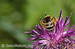 Rotbeinige Furchenbiene (Halictus rubicundus) auf Alpen-Flockenblume (Centaurea scabiosa ssp. alpestris) (C313353) Rotbeinige Furchenbiene (Halictus rubicundus) auf Alpen-Flockenblume (Centaurea scabiosa ssp. alpestris) (C313353)