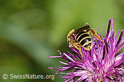 Rotbeinige Furchenbiene (Halictus rubicundus) auf Alpen-Flockenblume (Centaurea scabiosa ssp. alpestris) (C313354) Rotbeinige Furchenbiene (Halictus rubicundus) auf Alpen-Flockenblume (Centaurea scabiosa ssp. alpestris) (C313354)