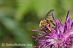 Rotbeinige Furchenbiene (Halictus rubicundus) auf Alpen-Flockenblume (Centaurea scabiosa ssp. alpestris) (C313355) Rotbeinige Furchenbiene (Halictus rubicundus) auf Alpen-Flockenblume (Centaurea scabiosa ssp. alpestris) (C313355)