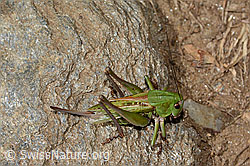 Decticus verrucivorus (C313363)