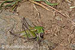 Warzenbeisser (Decticus verrucivorus) (31.08.2024, C313364)