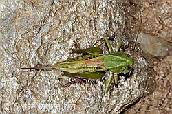 Warzenbeisser (Decticus verrucivorus) (31.08.2024, C313368)