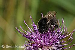 Distelhummel (Bombus soroeensis) auf Alpen-Flockenblume (Centaurea scabiosa ssp. alpestris) (C313392) Distelhummel (Bombus soroeensis) auf Alpen-Flockenblume (Centaurea scabiosa ssp. alpestris) (C313392)