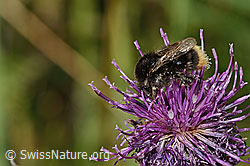 Distelhummel (Bombus soroeensis) auf Alpen-Flockenblume (Centaurea scabiosa ssp. alpestris) (C313393) Distelhummel (Bombus soroeensis) auf Alpen-Flockenblume (Centaurea scabiosa ssp. alpestris) (C313393)