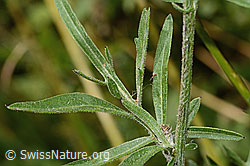 Alpen-Flockenblume (Centaurea scabiosa ssp. alpestris) (C313420)