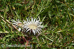 Silberdistel (Carlina acaulis ssp. caulescens) (C313441) Silberdistel (Carlina acaulis ssp. caulescens) (C313441)