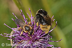 Rotbeinige Furchenbiene (Halictus rubicundus) und Distelhummel (Bombus soroeensis) auf Alpen-Flockenblume (Centaurea scabiosa ssp. alpestris) (C313444) Rotbeinige Furchenbiene (Halictus rubicundus) und Distelhummel (Bombus soroeensis) auf Alpen-Flockenblume (Centaurea scabiosa ssp. alpestris) (C313444)