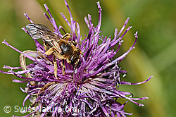 Rotbeinige Furchenbiene (Halictus rubicundus) auf Alpen-Flockenblume (Centaurea scabiosa ssp. alpestris) (C313445) Rotbeinige Furchenbiene (Halictus rubicundus) auf Alpen-Flockenblume (Centaurea scabiosa ssp. alpestris) (C313445)