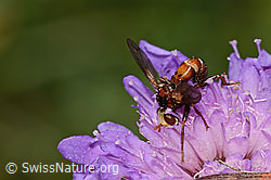 Gemeine Breitstirnblasenkopffliege (Sicus ferrugineus) auf Wald-Witwenblume (Knautia dipsacifolia) (C313462) Gemeine Breitstirnblasenkopffliege (Sicus ferrugineus) auf Wald-Witwenblume (Knautia dipsacifolia) (C313462)