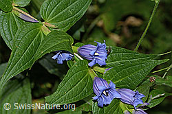 Schwalbenwurz-Enzian (Gentiana asclepiadea) (31.08.2024, C313493)