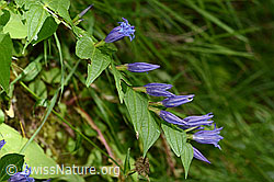 Schwalbenwurz-Enzian (Gentiana asclepiadea) (31.08.2024, C313499)