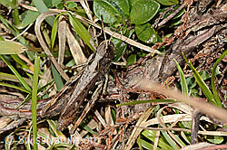 Chorthippus brunneus (C315005)
