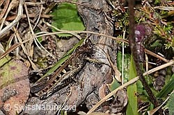 Brauner Grashüpfer (Chorthippus brunneus) (20.09.2024, C315040)