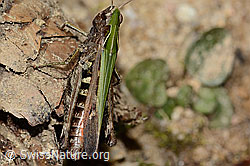 Chorthippus brunneus (C315046)