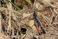 Brauner Grashüpfer (Chorthippus brunneus) (20.09.2024, C315070)