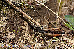 Chorthippus brunneus (C315073)