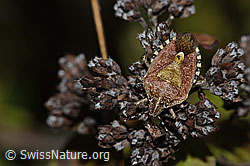 Beerenwanze (Dolycoris baccarum) auf Echtem Dost (Origanum vulgare) (21.09.2024, C315389)