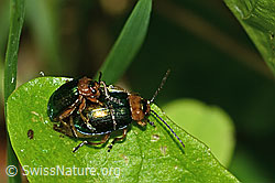 Foto: Hallescher Blattkäfer (Sermylassa halensis)