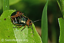 Foto: Hallescher Blattkäfer (Sermylassa halensis)