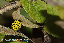Zweiundzwanzigpunkt-Marienkäfer (Psyllobora vigintiduopunctata) (C315507)