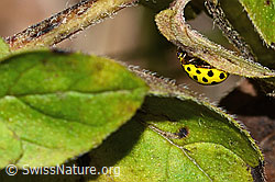 Zweiundzwanzigpunkt-Marienkäfer (Psyllobora vigintiduopunctata) (C315513)
