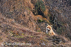 Rotfuchs (Vulpes vulpes) (C316943)