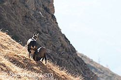 C317191: Gämsen (Rupicapra rupicapra)