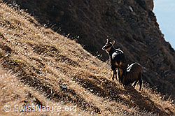 C317192: Gämsen (Rupicapra rupicapra)