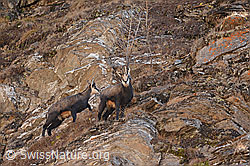 C317196: Gämsen (Rupicapra rupicapra)