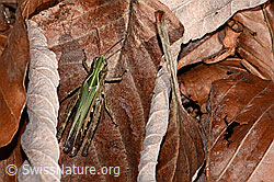 Chorthippus brunneus (C318428)