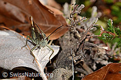 Chorthippus brunneus (C318439)