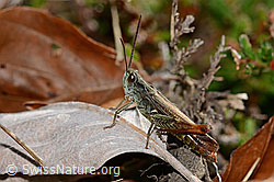 Chorthippus brunneus (C318443)