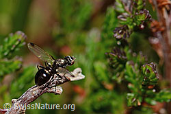 Sepsis cynipsea (Schwingfliege) (C318451)