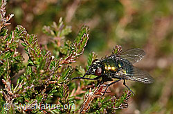 Neomyia cornicina (Fliege) (08.11.2024, C318455)