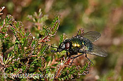 Neomyia cornicina (Fliege) (C318456)
