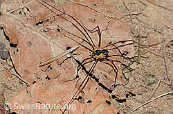 Mitopus morio (C318457)
