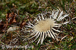 Silberdistel (Carlina acaulis ssp. caulescens) (08.11.2024, C318491)