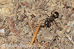 Grauschwarze Sklavenameise (Formica fusca) (08.11.2024, C318493)
