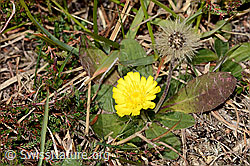 Langhaariges Habichtskraut (Hieracium pilosella) (08.11.2024, C318504)