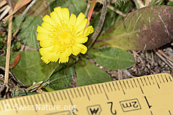 Langhaariges Habichtskraut (Hieracium pilosella) (C318507)