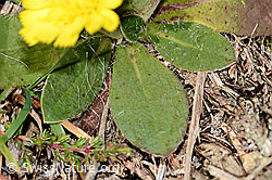 Langhaariges Habichtskraut (Hieracium pilosella) (C318508)