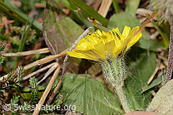 Langhaariges Habichtskraut (Hieracium pilosella) (08.11.2024, C318510)