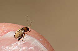 Schwarzköpfiger Wegerich-Erdfloh (Longitarsus melanocephalus) (08.11.2024, C318524)
