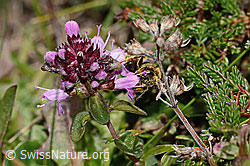 Halictus rubicundus on Thymus pulegioides (C318581) Halictus rubicundus on Thymus pulegioides (C318581)